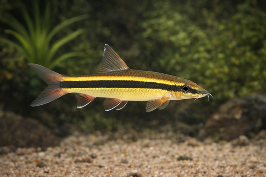 8 Siamese Algae Eater