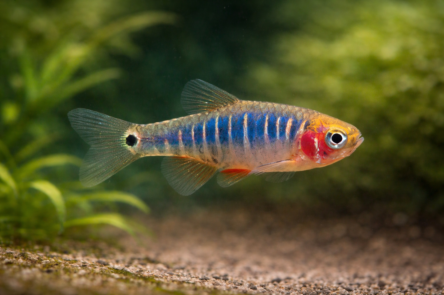 8 Emerald Dwarf Rasbora/ Micro Tiger Rasbora