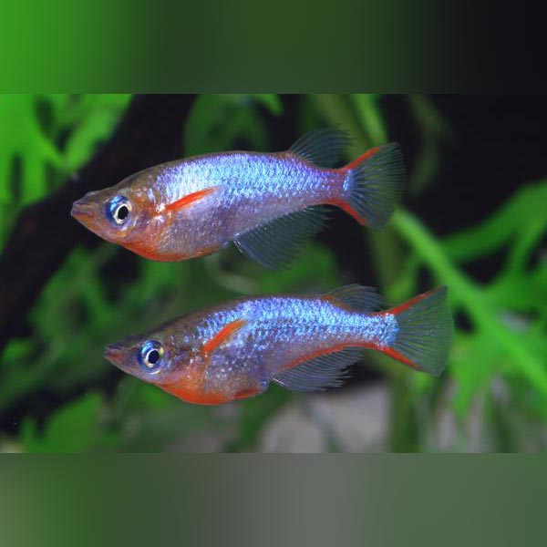 6 Daisy's Ricefish