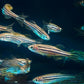 Zebra Danio