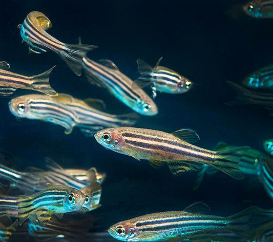 Zebra Danio