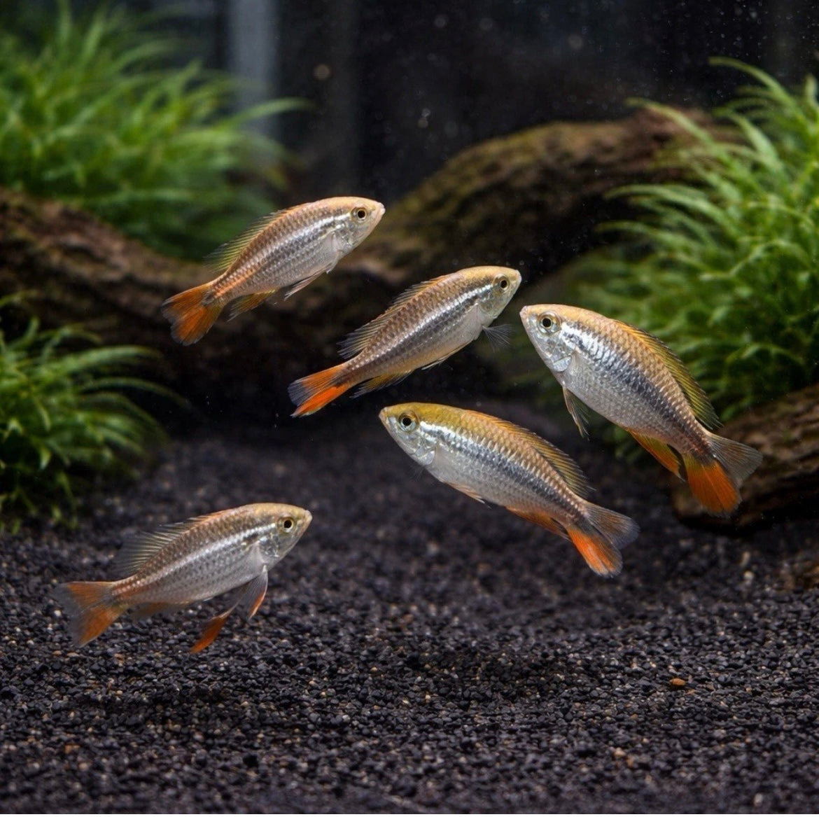 2 Apistogramma Agassizi Double Red