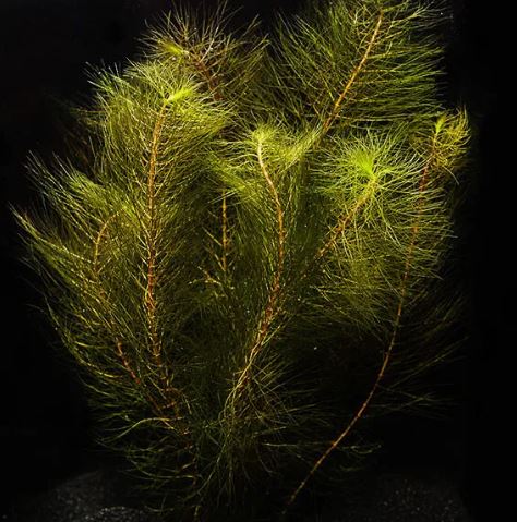 FOXTAIL RED MYRIO