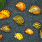 Assorted Nerite Snail