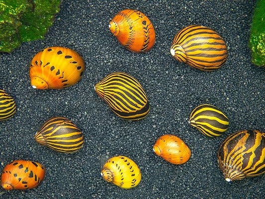 10 Assorted Nerite Snail