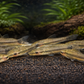 6 Otocinclus