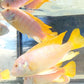 Albino Red Top Zebra Cichlid