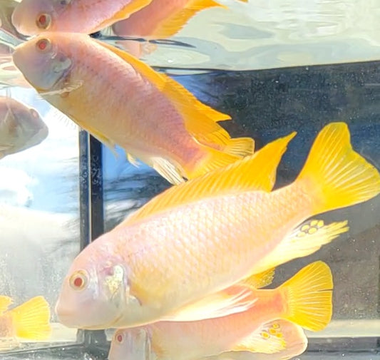 Albino Red Top Zebra Cichlid