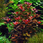 Ludwigia Palustris Super Red Mini - Vibrant Aquarium Live Plant