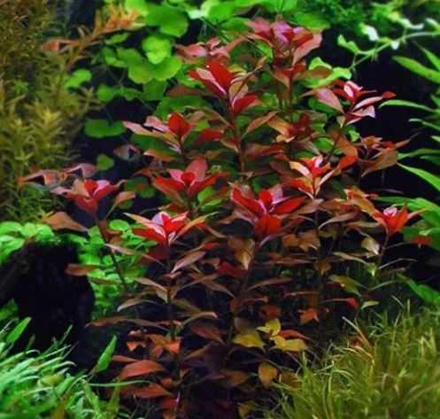 Ludwigia Palustris Super Red Mini - Vibrant Aquarium Live Plant