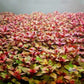 Ludwigia Palustris Red