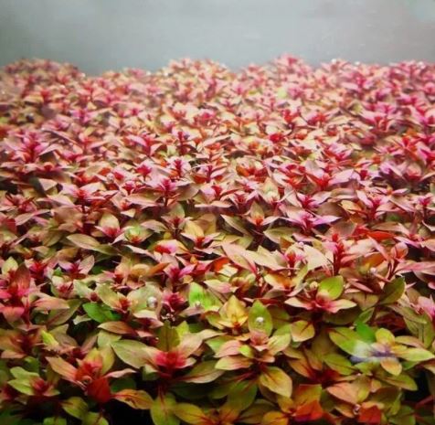 Ludwigia Palustris Red