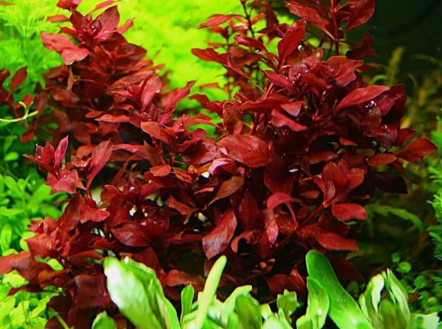 Ludwigia Palustris Super Red Mini - Vibrant Aquarium Live Plant