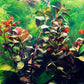 Ludwigia Palustris Red
