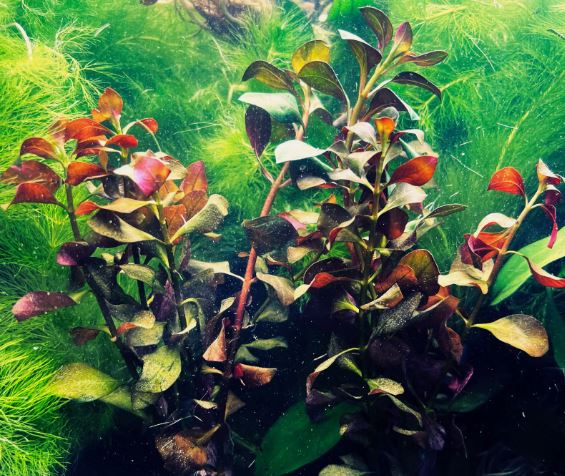 Ludwigia Palustris Red