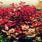 Ludwigia Palustris Super Red Mini - Vibrant Aquarium Live Plant