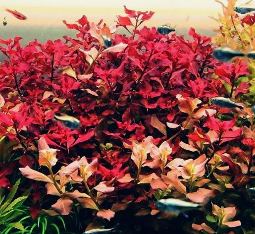 Ludwigia Palustris Super Red Mini - Vibrant Aquarium Live Plant