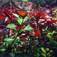 Ludwigia Palustris Red