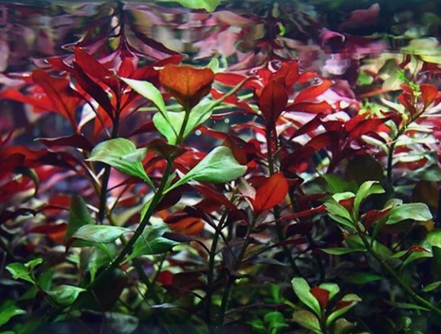 Ludwigia Palustris Red