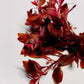 Ludwigia Palustris Super Red Mini - Vibrant Aquarium Live Plant
