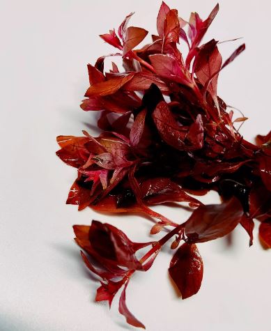 Ludwigia Palustris Super Red Mini - Vibrant Aquarium Live Plant
