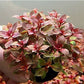 Ludwigia Palustris Red