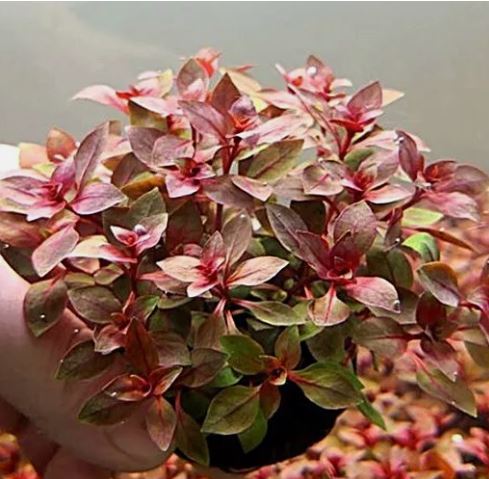 Ludwigia Palustris Red