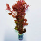 Ludwigia Palustris Super Red Mini - Vibrant Aquarium Live Plant
