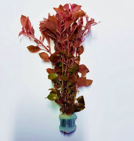 Ludwigia Palustris Super Red Mini - Vibrant Aquarium Live Plant