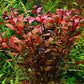 Ludwigia Palustris Red