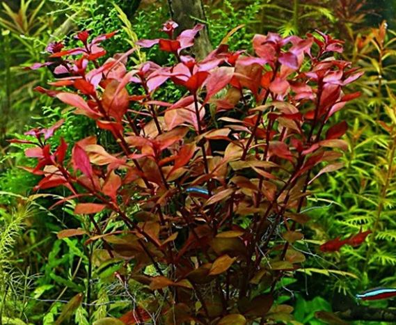 Ludwigia Palustris Red