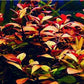 Ludwigia Palustris Red