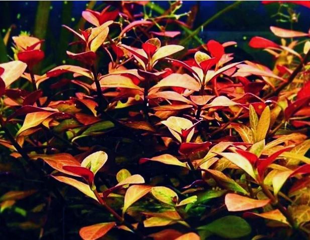 Ludwigia Palustris Red