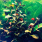 Ludwigia Palustris Red