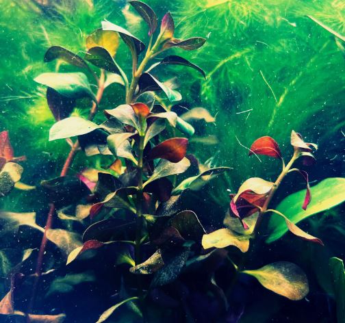 Ludwigia Palustris Red
