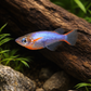 6 Daisy's Ricefish