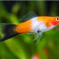 Red & White Swordtail Size M