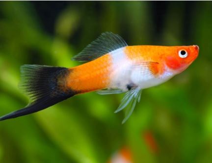 Red & White Swordtail Size M