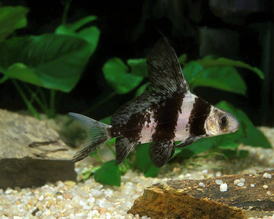 High Fin Banded Shark / Loach