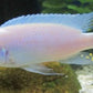 Cobalt Blue Zebra Cichlid