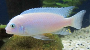 Cobalt Blue Zebra Cichlid