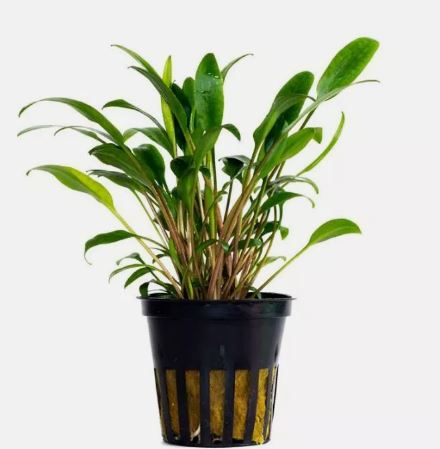 CRYPTOCORYNE LUCENS 1 POT -Freshwater Aquatic Live Plants
