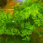 Watersprite (Lace Leaf Fern) Live Aquarium Plants