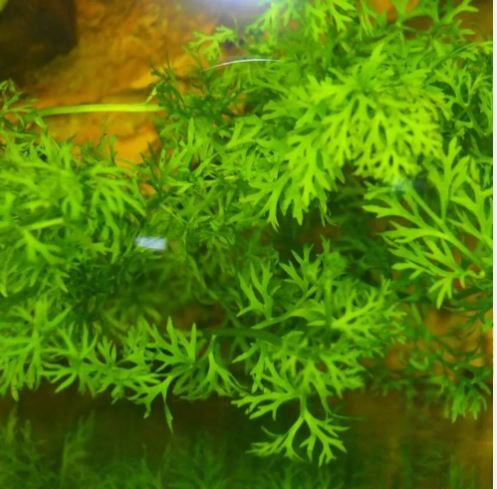 Watersprite (Lace Leaf Fern) Live Aquarium Plants