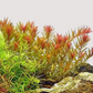 Rotala Orange Juice Live Aquarium Plants