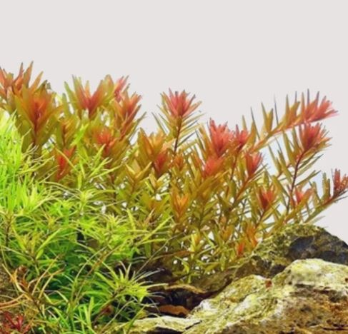 Rotala Orange Juice Live Aquarium Plants