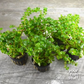Rotala Orange Juice Live Aquarium Plants