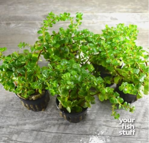 Rotala Orange Juice Live Aquarium Plants