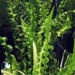 APONOGETON LONGIPLUMULOSUS 1 BULB Live Bulb         