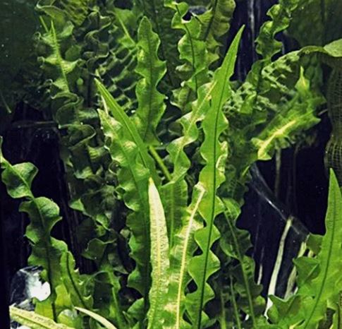 APONOGETON LONGIPLUMULOSUS 1 BULB Live Bulb         